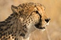 Cheetah Royalty Free Stock Photo