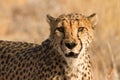 Cheetah Royalty Free Stock Photo
