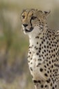 Cheetah Royalty Free Stock Photo