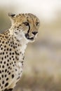 Cheetah Royalty Free Stock Photo