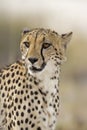Cheetah Royalty Free Stock Photo