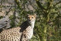 Cheetah Royalty Free Stock Photo