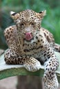 Cheetah