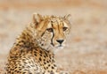 Cheetah Royalty Free Stock Photo