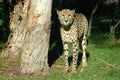 Cheetah Royalty Free Stock Photo