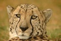 Cheetah Royalty Free Stock Photo