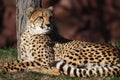 Cheetah Royalty Free Stock Photo