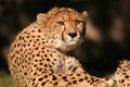Cheetah Royalty Free Stock Photo