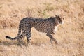 Cheetah, Acinonix jubatus