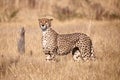 Cheetah, Acinonix jubatus