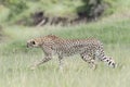 Cheetah Acinonix jubatus hunting on savanna