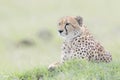 Cheetah Acinonix jubatus lying down on hill Royalty Free Stock Photo