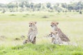 Cheetah Acinonix jubatus lying down on hill Royalty Free Stock Photo