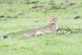 Cheetah Acinonix jubatus lying down on savanna