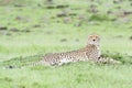 Cheetah on savanna, Masai Mara, Kenya Royalty Free Stock Photo
