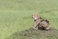 Cheetah sitting looking in distance Royalty Free Stock Photo