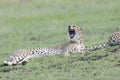 Cheetah yawning, Maasai Mara, Kenya Royalty Free Stock Photo