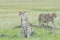 Cheetah looking in distance for prey Royalty Free Stock Photo