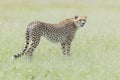 Cheetah Acinonix jubatus walking on savanna