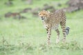 Cheetah Acinonix jubatus walking on savanna