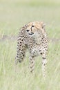 Cheetah Acinonix jubatus hunting on savanna