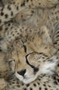 Cheetah (Acinonux jubatus) cubs, South Africa Royalty Free Stock Photo