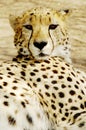 Cheetah (Acinonux jubatus) cubs, South Africa Royalty Free Stock Photo