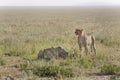 Cheetah (Acinonyx jubatus)