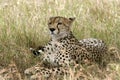 Cheetah (Acinonyx jubatus)