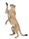 Cheetah, Acinonyx jubatus Royalty Free Stock Photo