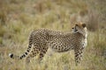 The cheetah (Acinonyx jubatus) Royalty Free Stock Photo