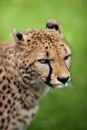 Cheetah (Acinonyx jubatus)