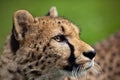 Cheetah (Acinonyx jubatus)