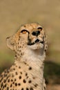 Cheetah (Acinonyx jubatus)