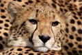 Cheetah - Acinonyx jubatus Royalty Free Stock Photo