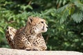 Cheetah - Acinonyx jubatus Royalty Free Stock Photo