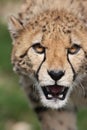 Cheetah - Acinonyx jubatus Royalty Free Stock Photo