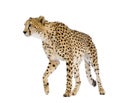 Cheetah - Acinonyx jubatus Royalty Free Stock Photo