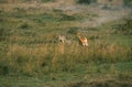 Cheetah, acinonyx jubatus, Adult Hunting Female Impala, Masai Mara Park in Kenya