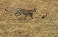 CHEETAH acinonyx jubatus, ADULT HUNTING A YOUNG THOMSON`S GAZELLE, KENYA