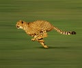 Cheetah, acinonyx jubatus, Adult running Royalty Free Stock Photo