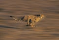 CHEETAH acinonyx jubatus, Adult running through Savannah Royalty Free Stock Photo