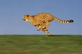 CHEETAH acinonyx jubatus, Adult running through Savannah Royalty Free Stock Photo