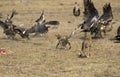 Cheetah, acinonyx jubatus, Adults with a Kill, a Thomson`s Gazelle, Driving the Vultures away, Masai Mara Park in Kenya Royalty Free Stock Photo