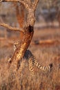 The cheetah Acinonyx jubatus, also as the hunting leopard brushes against the tree in the evening sun. A cheetah claws a tree Royalty Free Stock Photo