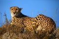 The cheetah Acinonyx jubatus, also as the hunting leopard resting on a high hill in the landscape with a blue sky behind. Large Royalty Free Stock Photo