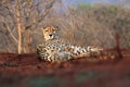 The cheetah Acinonyx jubatus, also as the hunting leopard resting on red soil with colorful background.Cheetah in a typical Royalty Free Stock Photo