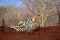 The cheetah Acinonyx jubatus, also as the hunting leopard resting on red soil.Large spotted cat lying on the ground in an Royalty Free Stock Photo