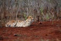 The cheetah Acinonyx jubatus, also as the hunting leopard resting on red soil Royalty Free Stock Photo