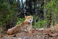 The cheetah also as the hunting leopard resting on red soil.Large spotted cat lying on the ground in an Royalty Free Stock Photo